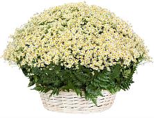Цветочная композиция из Ромашки в корзине #REPLACE_PRED# Султане